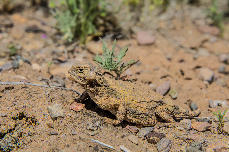 New Mexico’s Round-tail Horned Lizard