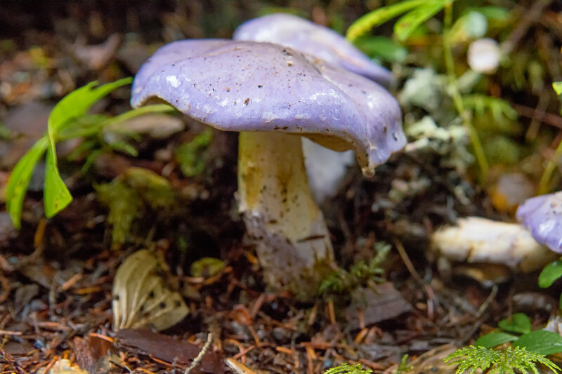 Gassy Webcap Mushroom