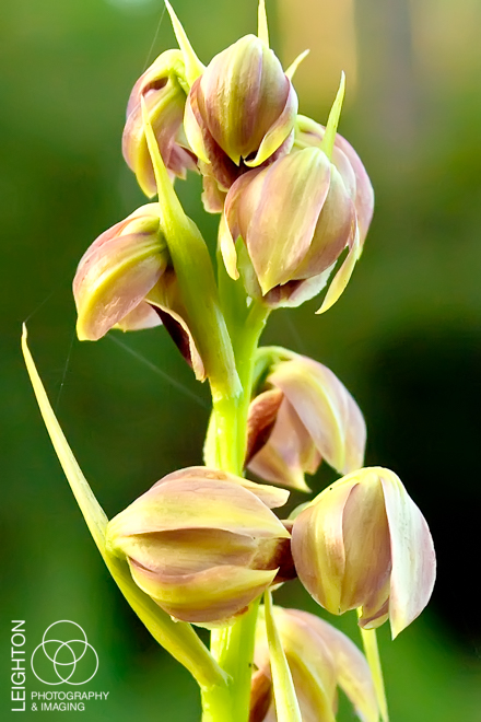 Pott's Giant Orchid (Pteroglossaspis pottsii)