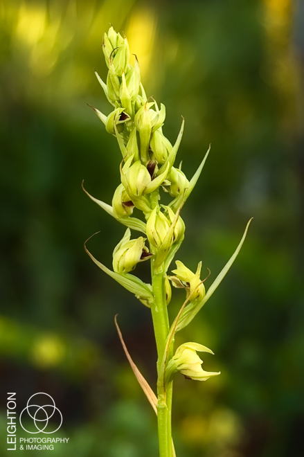 Crestless Plume Orchid (Pteroglossaspis ecristata)