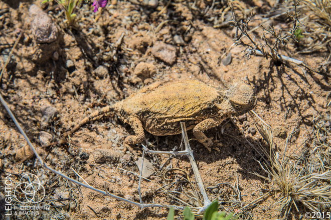 Round-tail Horned Lizard