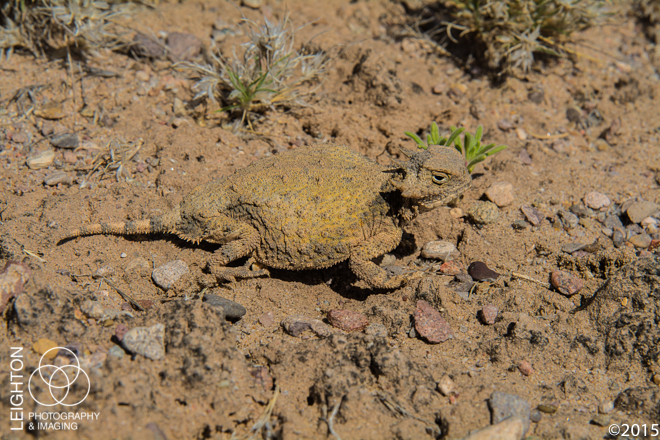 Round-tail Horned Lizard