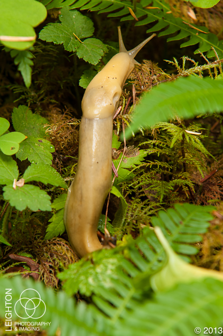 Pacific Banana Slug