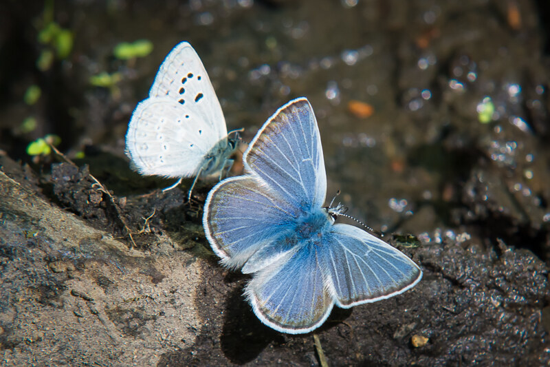 Most Beautiful of all American Butterflies: Gossamer-wings! (25 Photos)