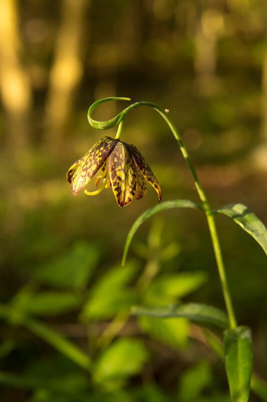 Chocolate Lily