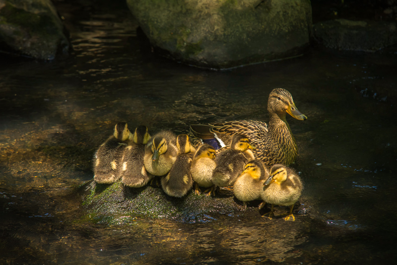Are All Your Ducklings in a Row? Mine Are.