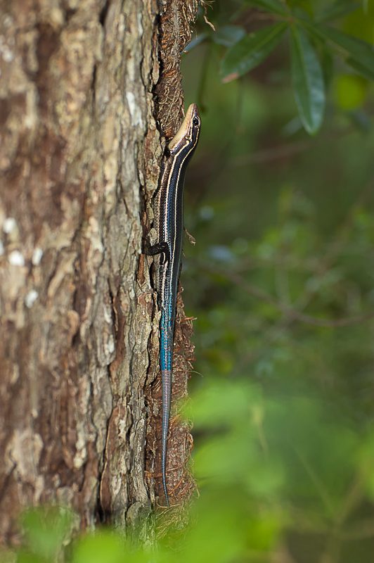 Southeastern Five-lined Skink (Plestiodon inexpectatus)