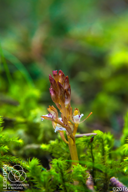 Spotted Coralroot (Corallorhiza maculata var. maculata)
