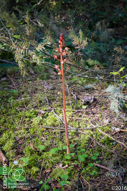Spotted Coralroot (Corallorhiza maculata var. maculata)