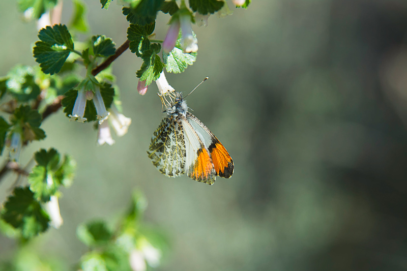 Oregon’s Stella Orangetip Butterfly