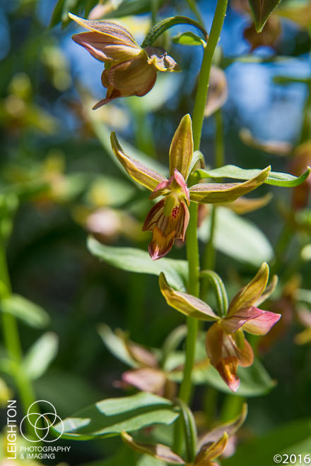 Giant Helleborine Orchid