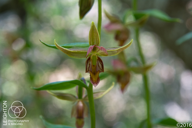 Giant Helleborine Orchid