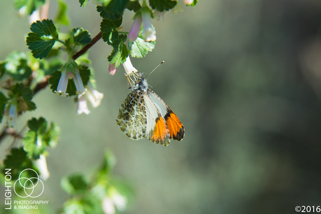 Orangetip Butterfly