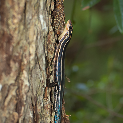 Racing Skink Stripes and a Blue Tail