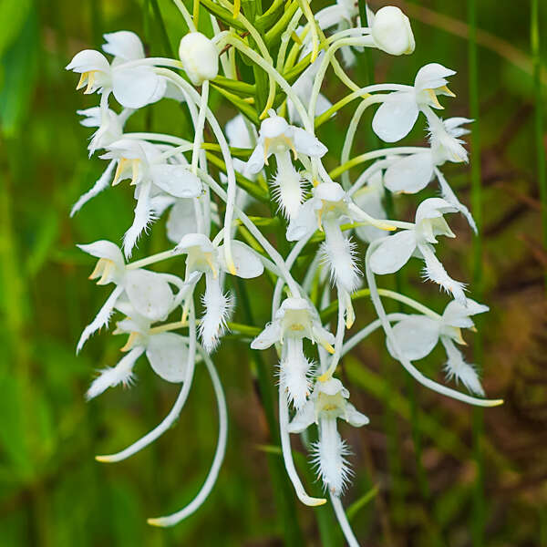 Southern White Fringed Orchid (Platanthera conspicua)