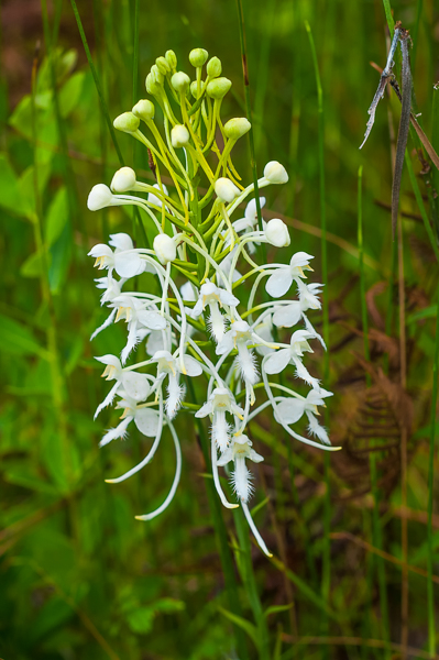 White Fringed Orchid (Platanthera blephariglottis var. conspicua)