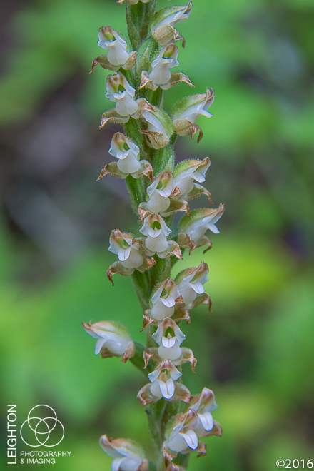 Western Rattlesnake Plantain Orchid