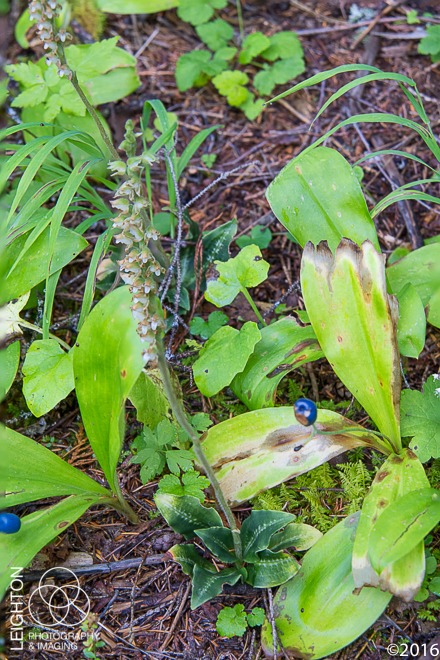 Western Rattlesnake Plantain Orchid