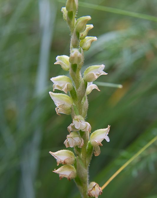 Native Orchids of the Rocky Mountains – Western Rattlesnake Plantain