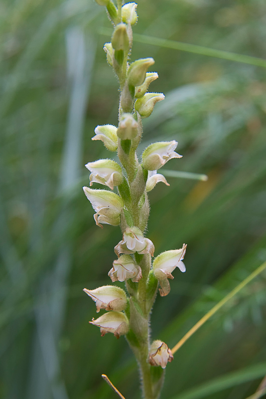 Native Orchids of the Rocky Mountains – Western Rattlesnake Plantain