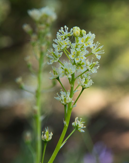 Death Camas – America’s Most Poisonous Native Lily
