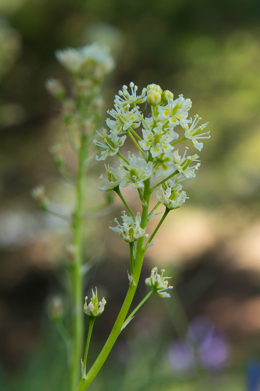 Death Camas – America’s Most Poisonous Native Lily
