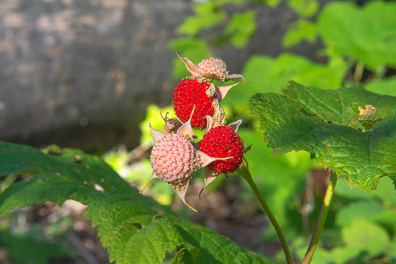 Thimbleberries… Hiker’s Candy!