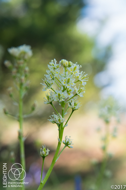 Death Camas