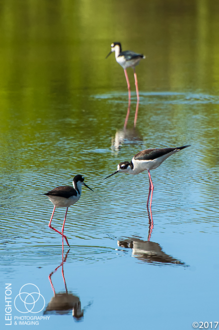 Black-necked Stilts