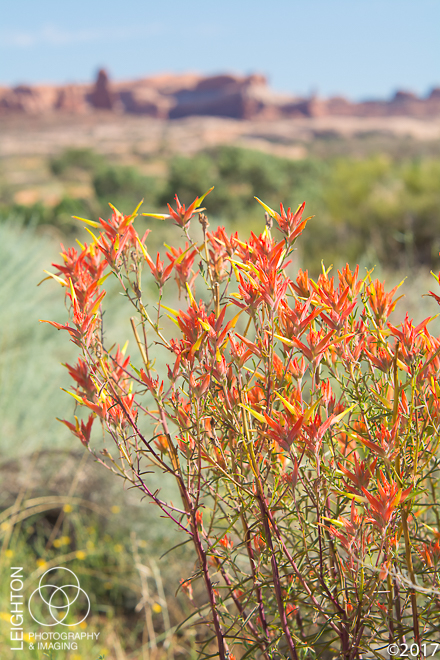 Wyoming Indian Paintbrush (Castilleja linariifolia)