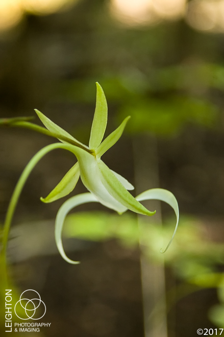 ghost orchid