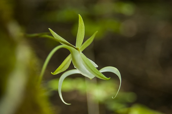 ghost orchid