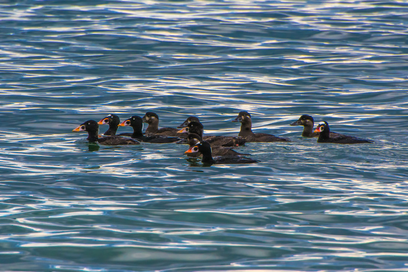 Surf Scoters – My Favorite Pacific Sea Duck!