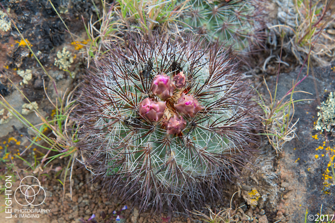 Snowball Cactus