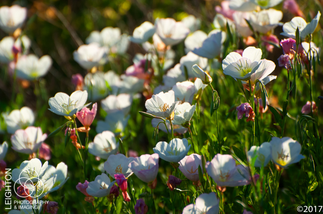 Showy Evening Primrose