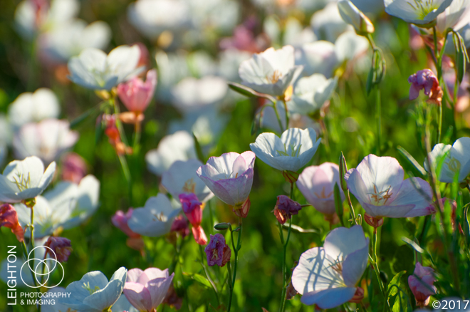 Showy Evening Primrose