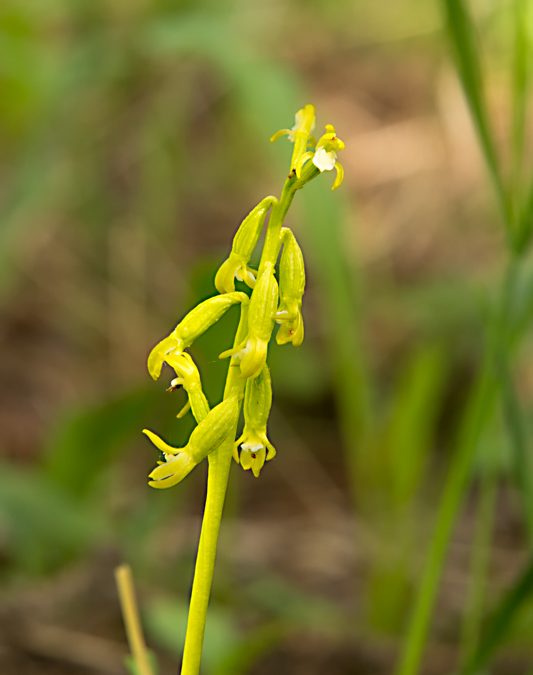 Native Orchids of Colorado: Yellow Coralroot (Corallorhiza trifida)