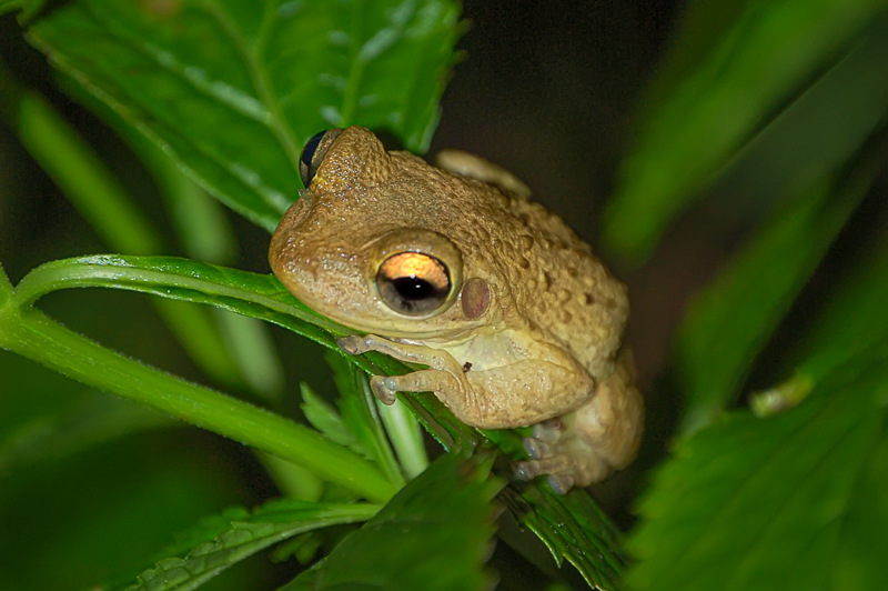 The Cuban Treefrog + A Gross Story About One of Florida’s Most Annoying Invasive Species