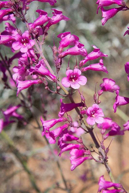 Parry's Penstemon