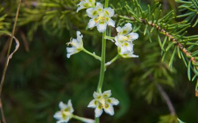 Mountain Death Camas – Beautiful and Deadly