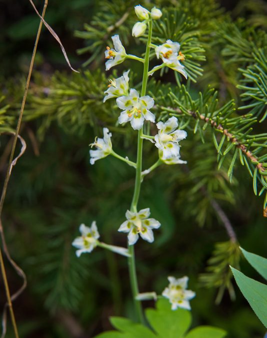 Mountain Death Camas – Beautiful and Deadly