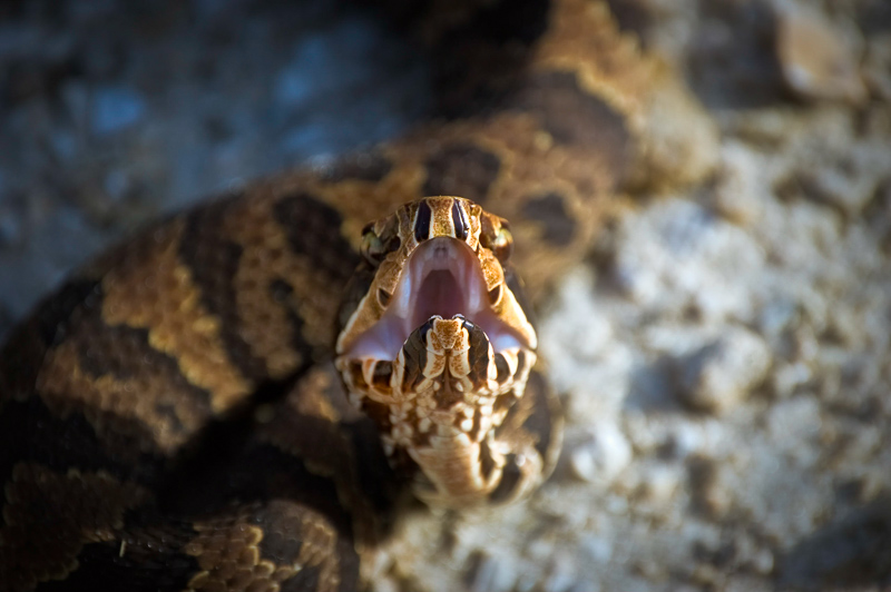 Interesting Nature Facts #2 – Cottonmouth (AKA Water Moccasin)