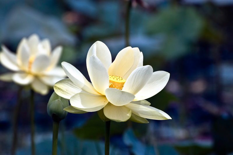 Interesting Nature Facts #7 – American Lotus