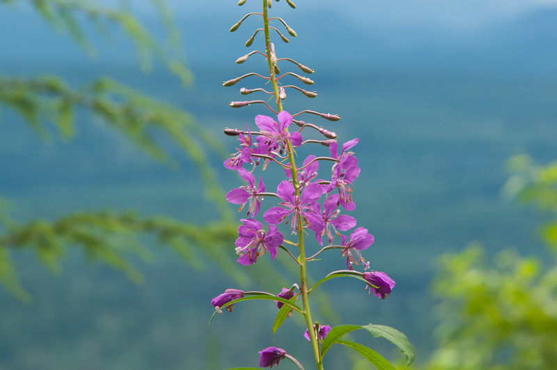 Interesting Nature Facts #18 – Fireweed
