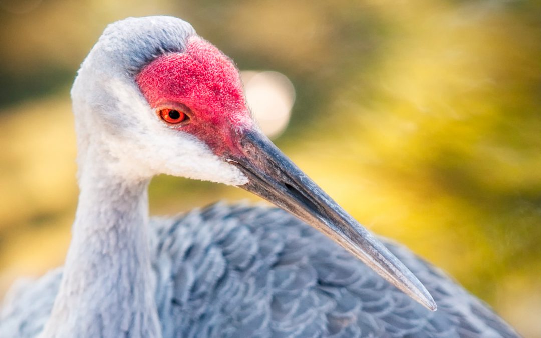 Interesting Nature Facts #11 – Sandhill Cranes