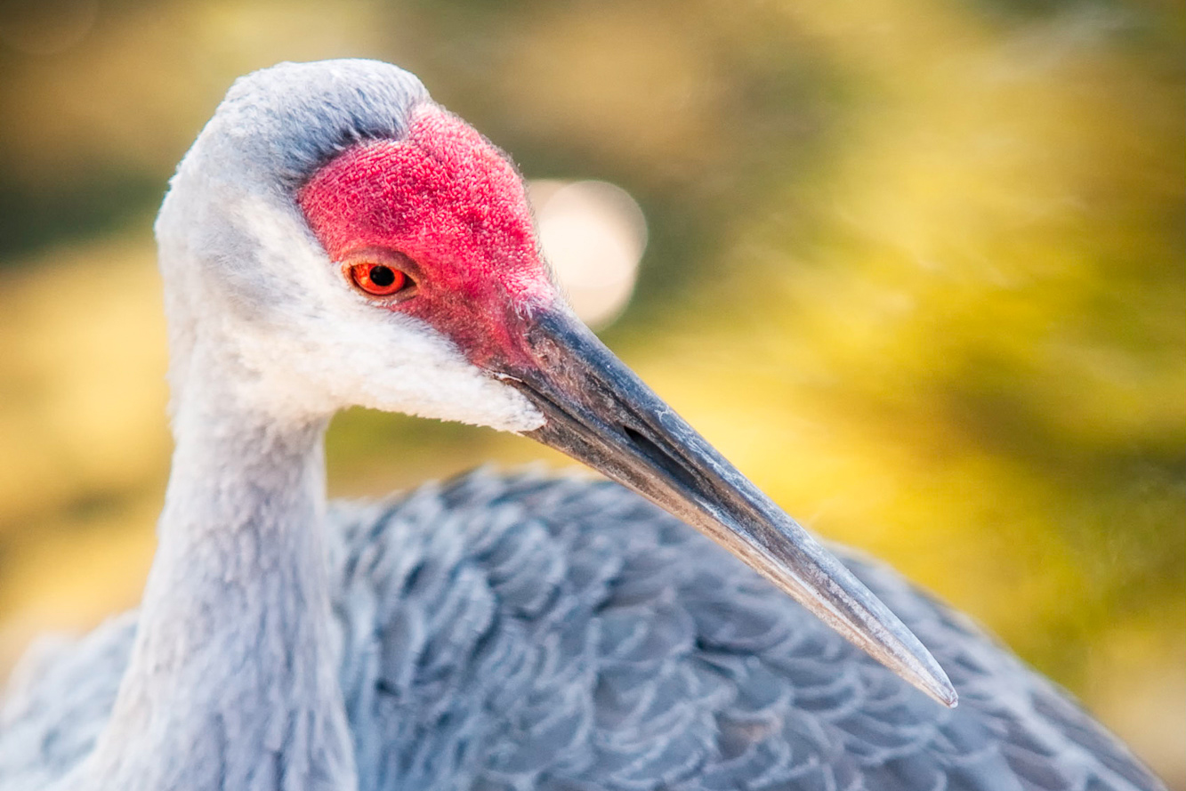 Interesting Nature Facts #11 – Sandhill Cranes