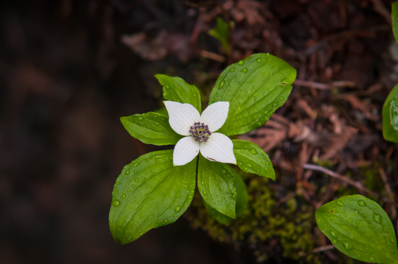 Interesting Nature Facts #57 – Bunchberry Dogwood