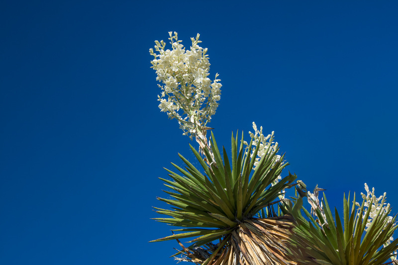 Interesting Nature Facts #60 – Yucca Flowers