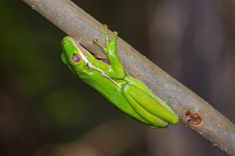 Green Treefrog