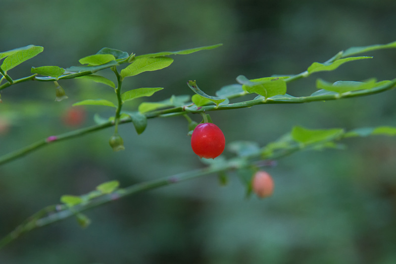 Interesting Nature Facts #63 – Huckleberries